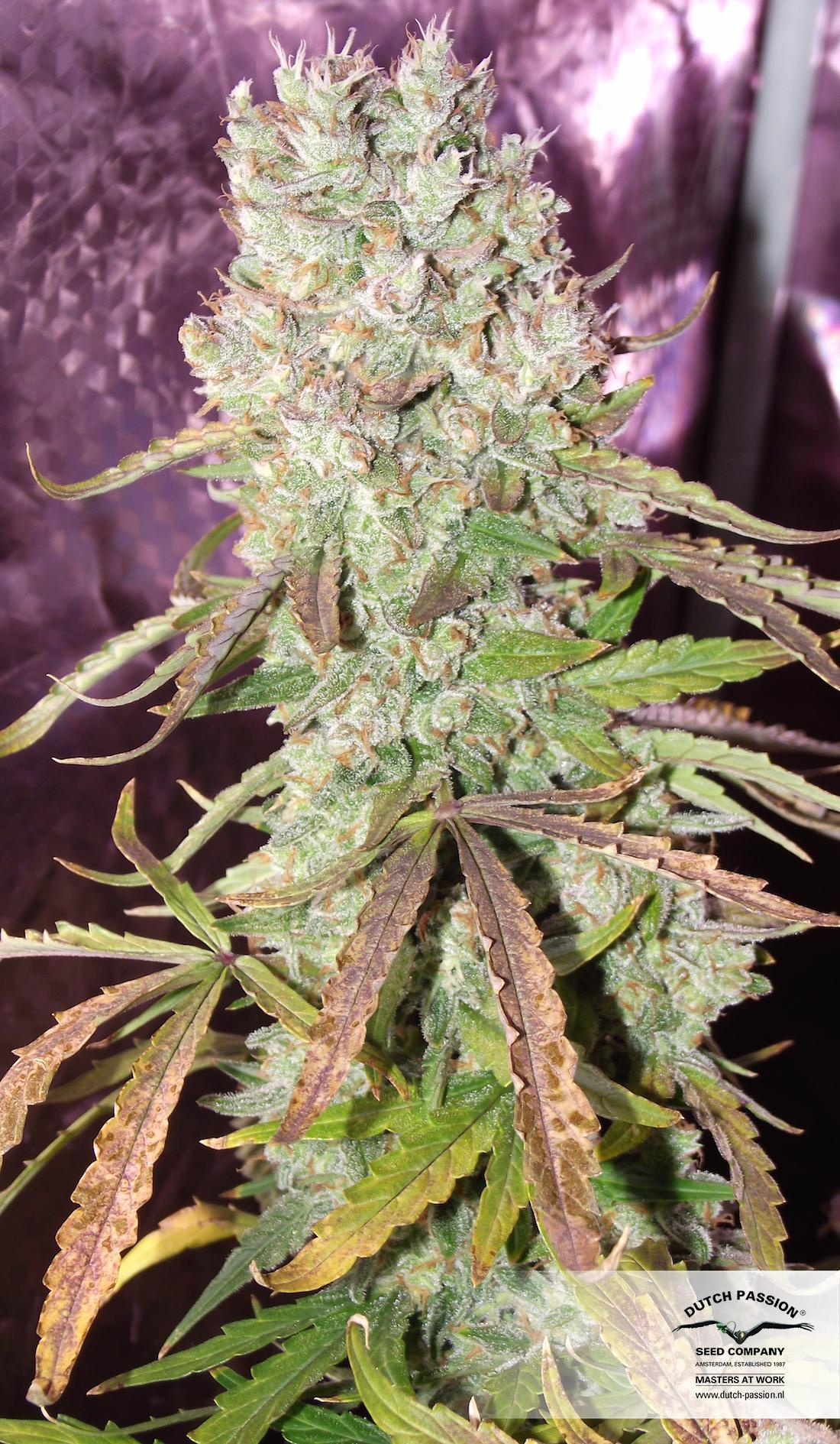Dutch Passion - Auto Ultimate (auto/fem.)