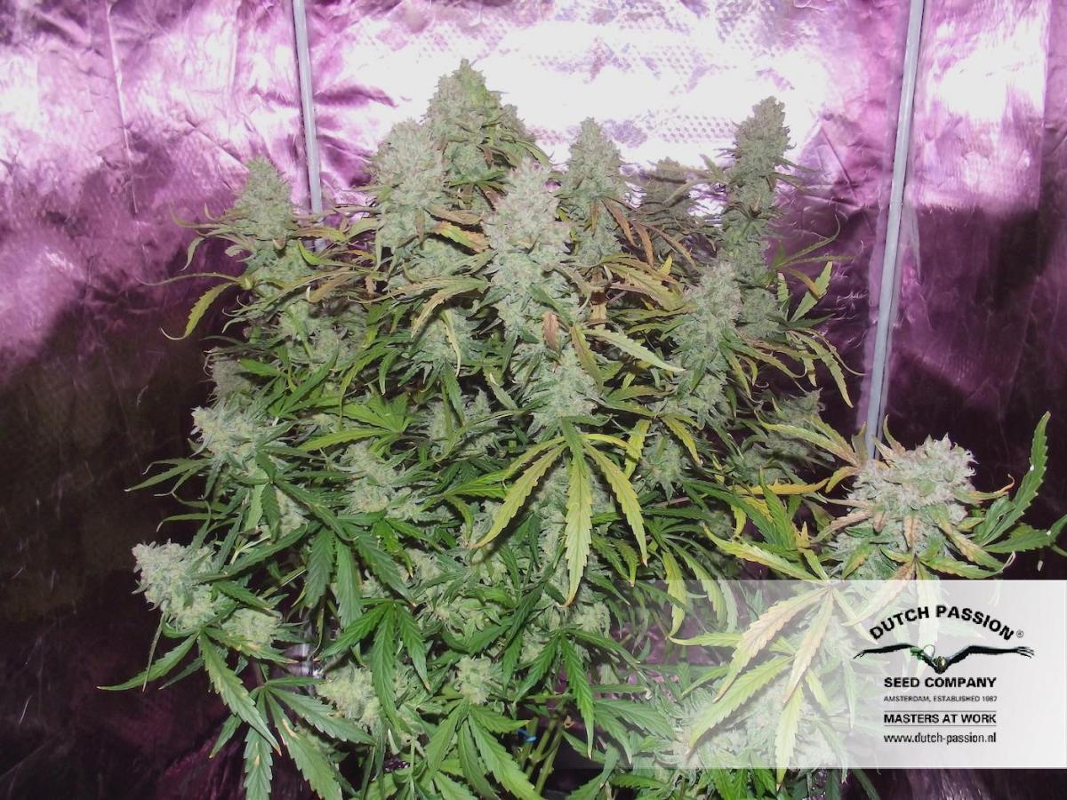 Dutch Passion - Auto Ultimate (auto/fem.)