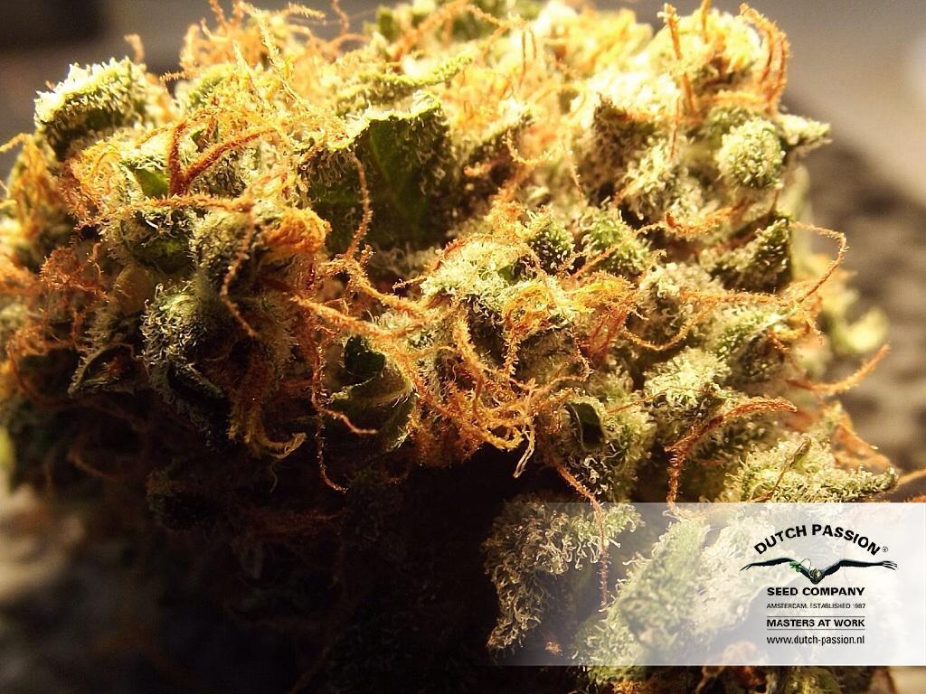 Dutch Passion - Auto Ultimate (auto/fem.)