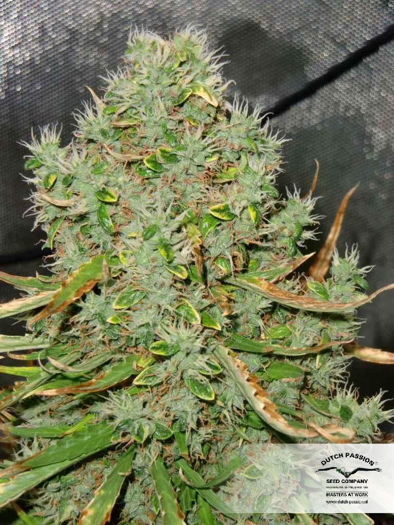 Dutch Passion - Auto Ultimate (auto/fem.)
