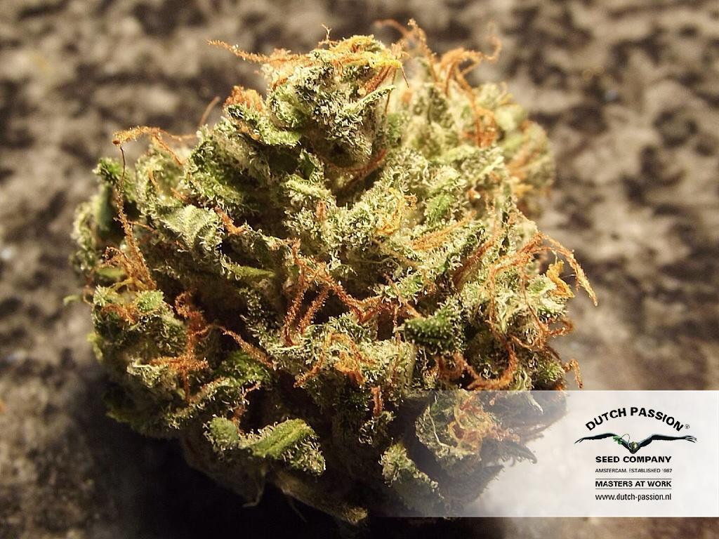 Dutch Passion - Auto Ultimate (auto/fem.)