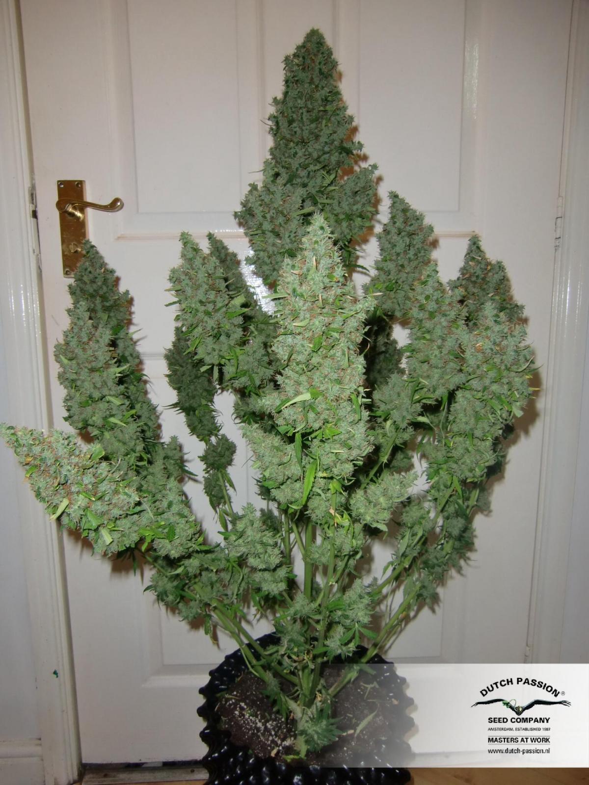 Dutch Passion - Auto Ultimate (auto/fem.)