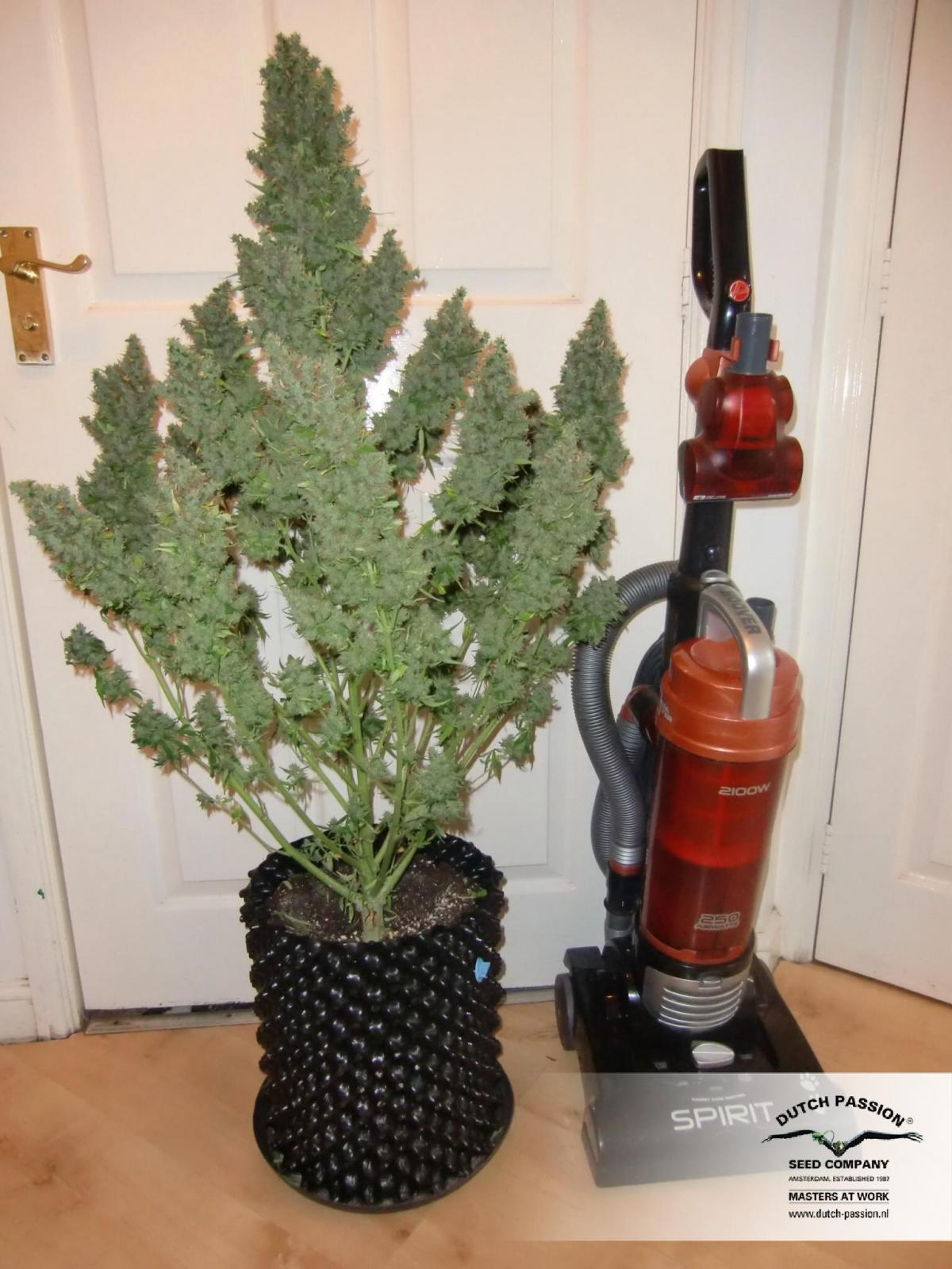 Dutch Passion - Auto Ultimate (auto/fem.)