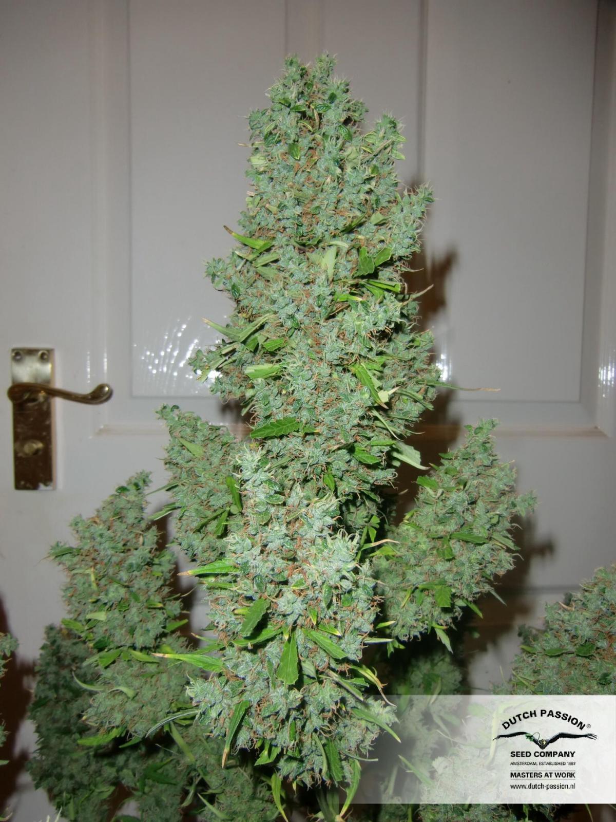 Dutch Passion - Auto Ultimate (auto/fem.)