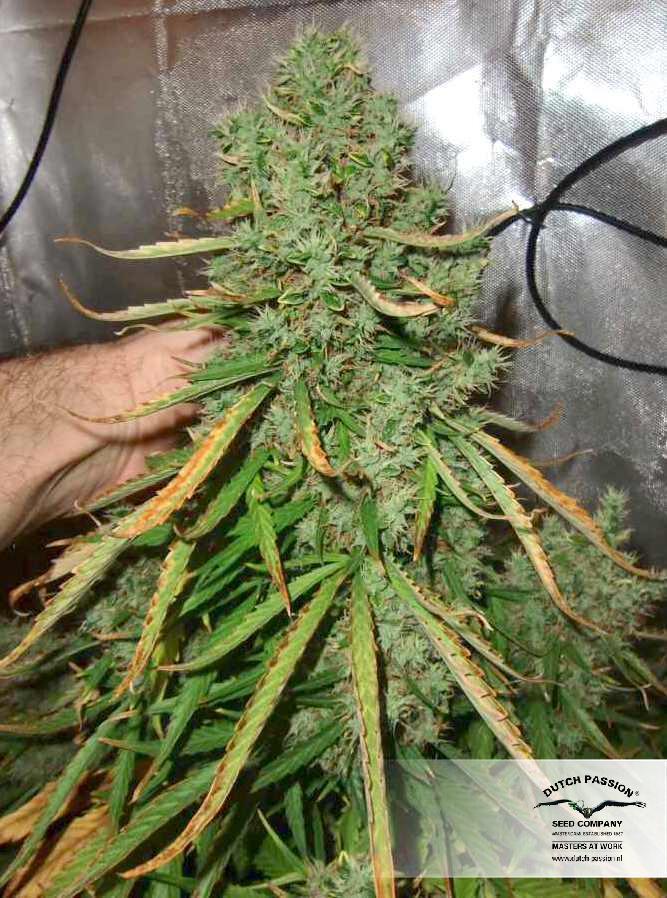 Dutch Passion - Auto Ultimate (auto/fem.)