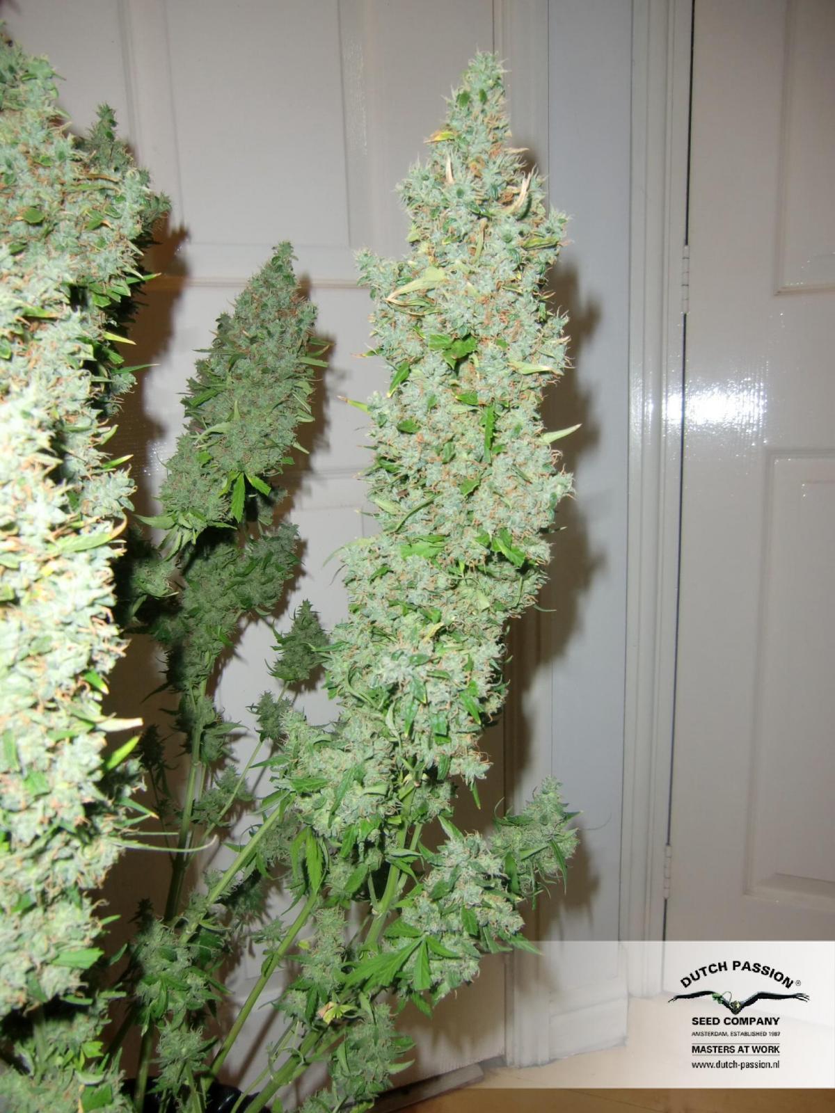 Dutch Passion - Auto Ultimate (auto/fem.)