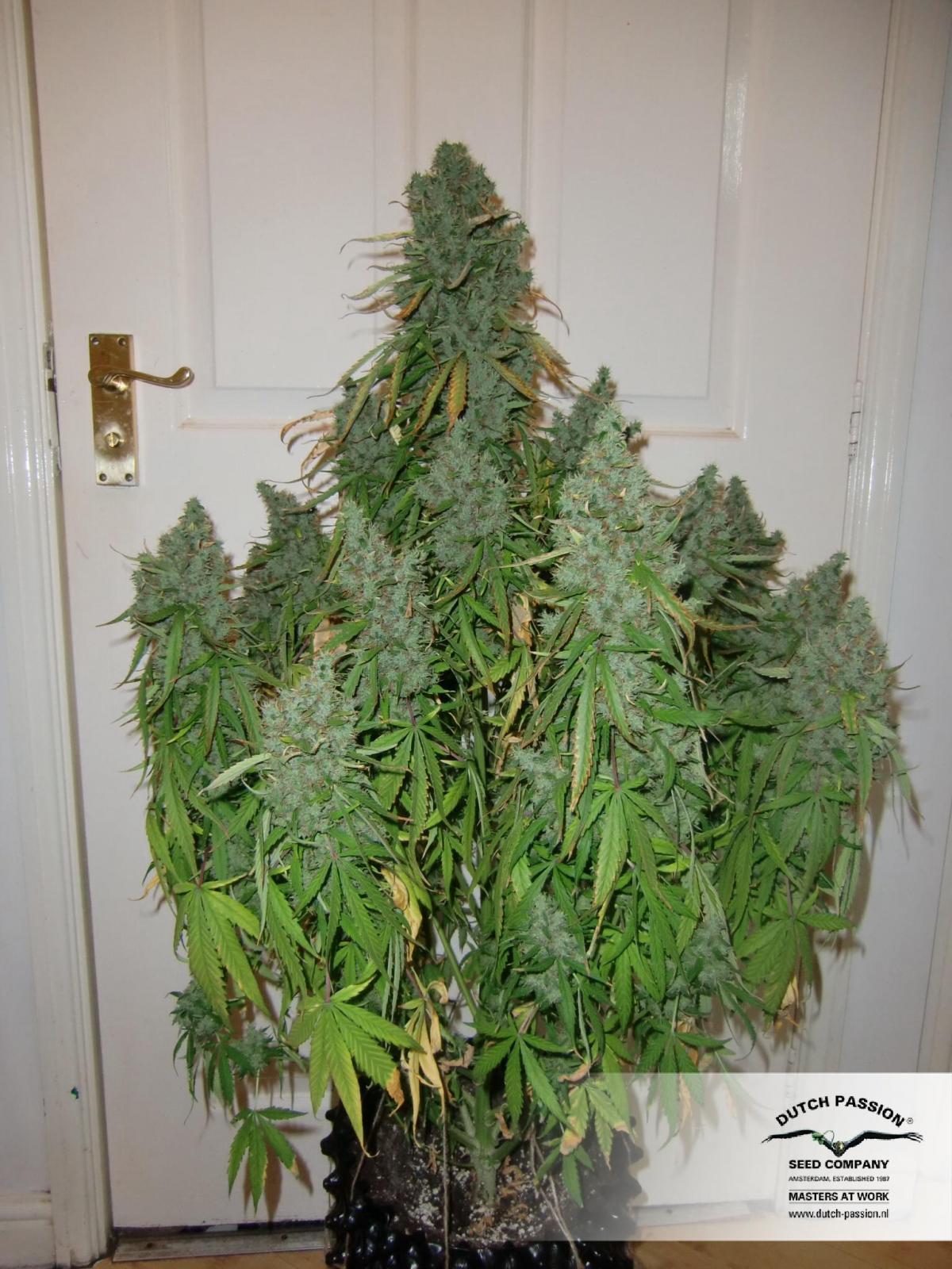 Dutch Passion - Auto Ultimate (auto/fem.)