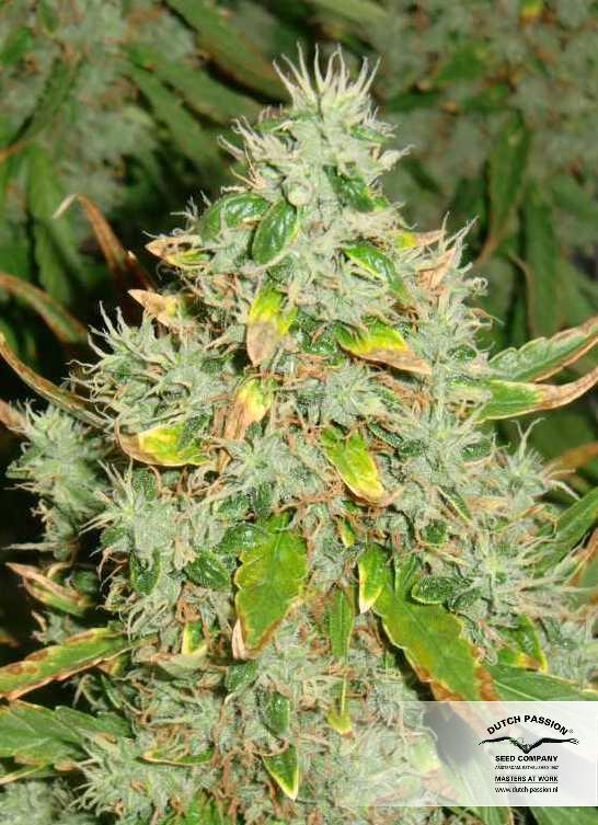 Dutch Passion - Auto Ultimate (auto/fem.)