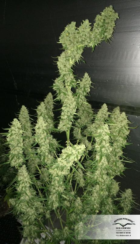 Dutch Passion - Auto Ultimate (auto/fem.)