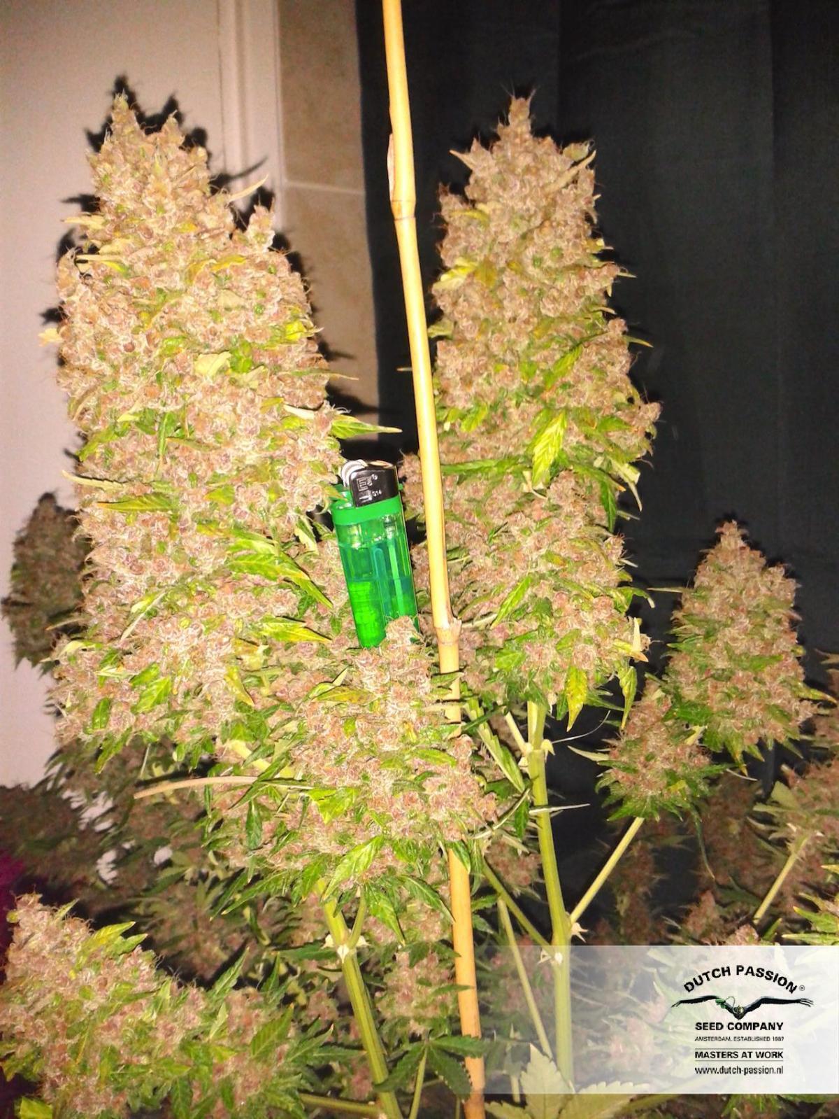 Dutch Passion - Auto Blackberry Kush (auto/fem.)
