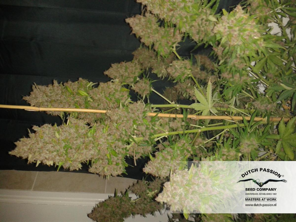 Dutch Passion - Auto Blackberry Kush (auto/fem.)