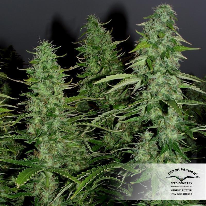 Dutch Passion - Auto White Widow (auto/fem.)