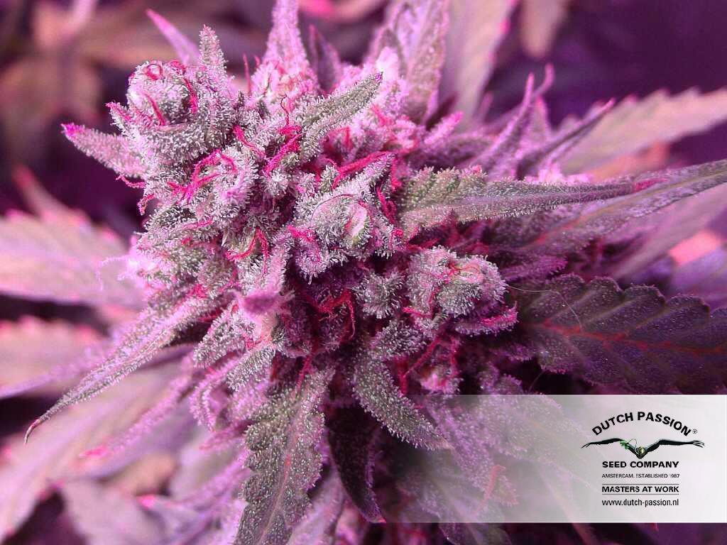 Dutch Passion - Auto White Widow (auto/fem.)