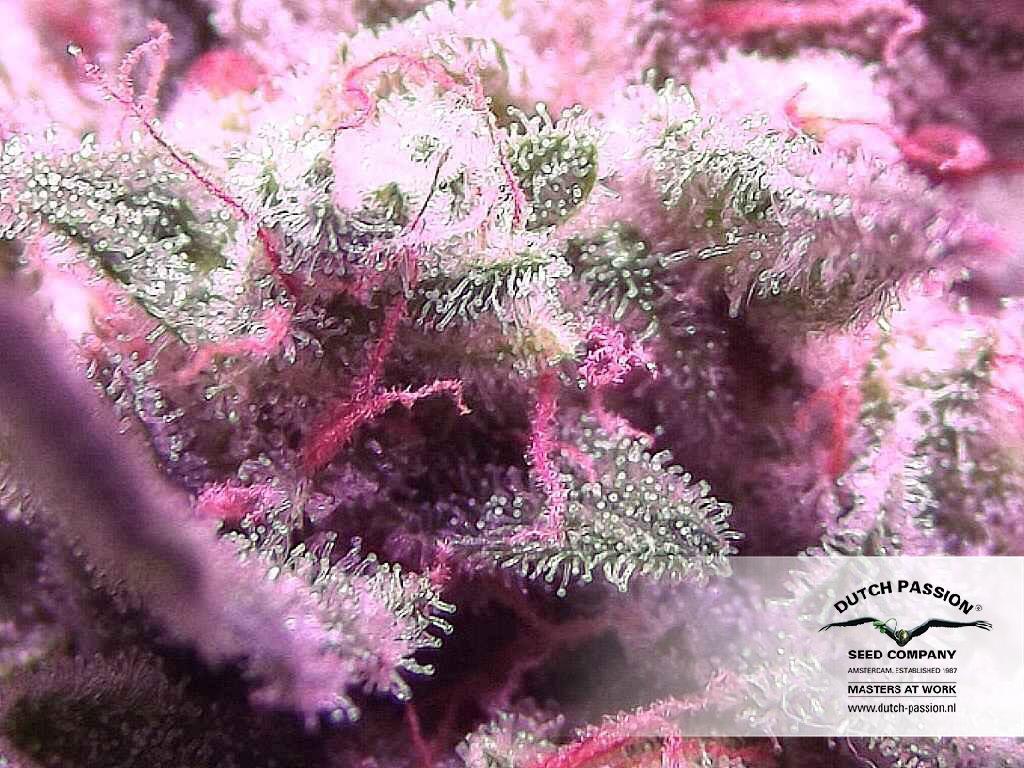 Dutch Passion - Auto White Widow (auto/fem.)