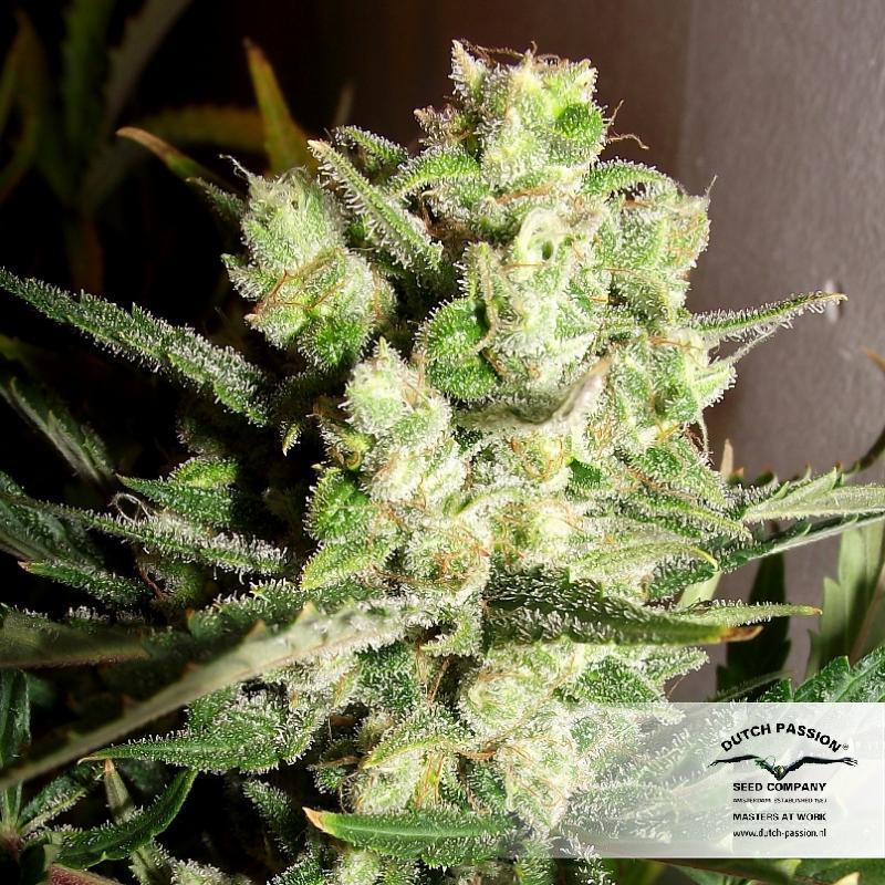 Dutch Passion - Auto White Widow (auto/fem.)