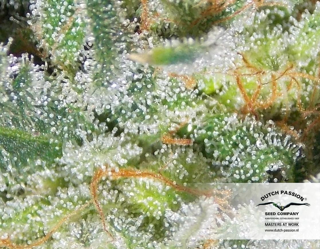 Dutch Passion - Auto White Widow (auto/fem.)
