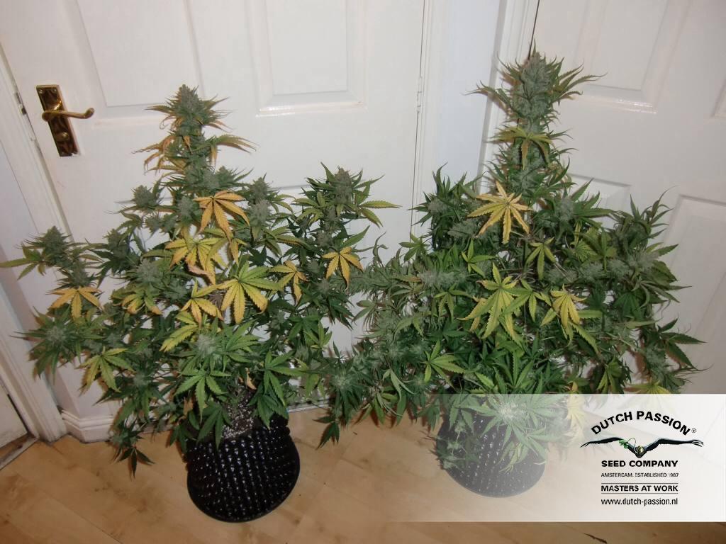 Dutch Passion - Auto White Widow (auto/fem.)