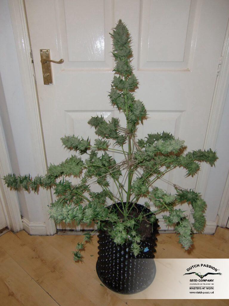 Dutch Passion - Auto White Widow (auto/fem.)