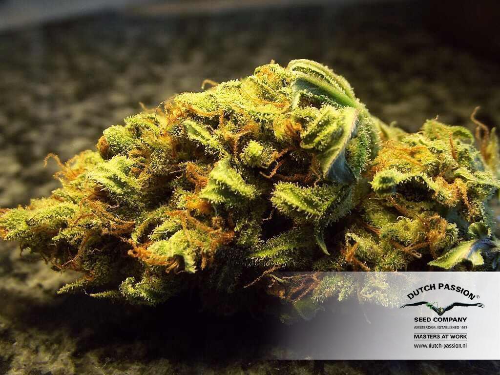 Dutch Passion - Auto White Widow (auto/fem.)