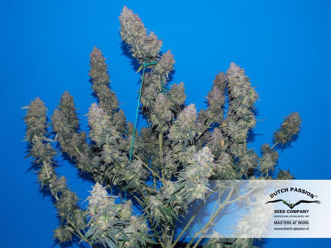 Dutch Passion - Auto White Widow (auto/fem.)