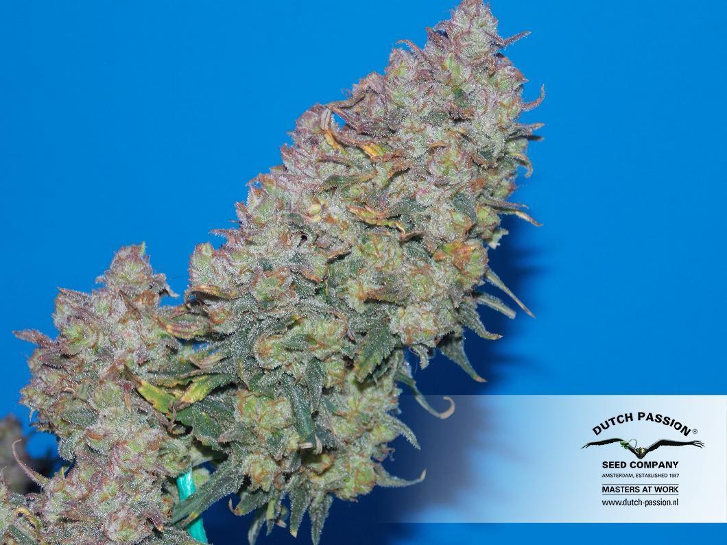 Dutch Passion - Auto White Widow (auto/fem.)