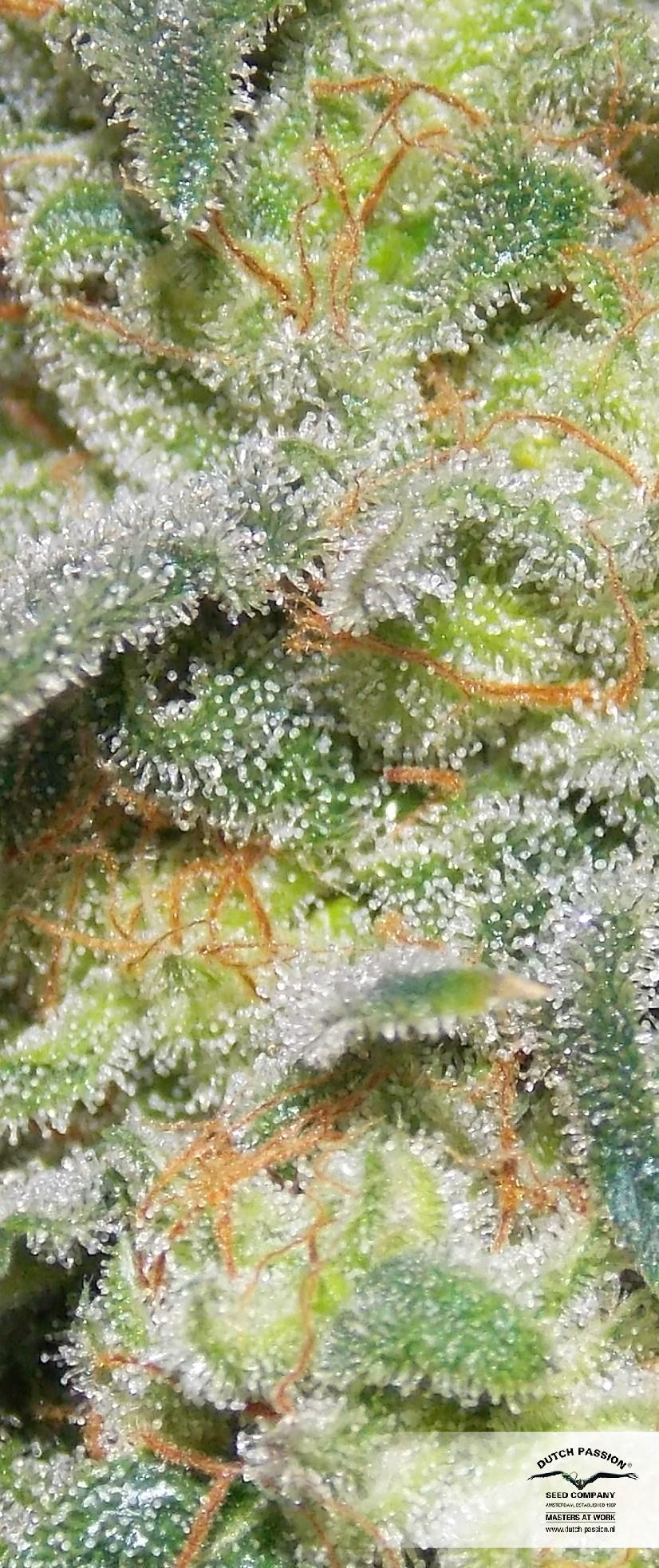 Dutch Passion - Auto White Widow (auto/fem.)