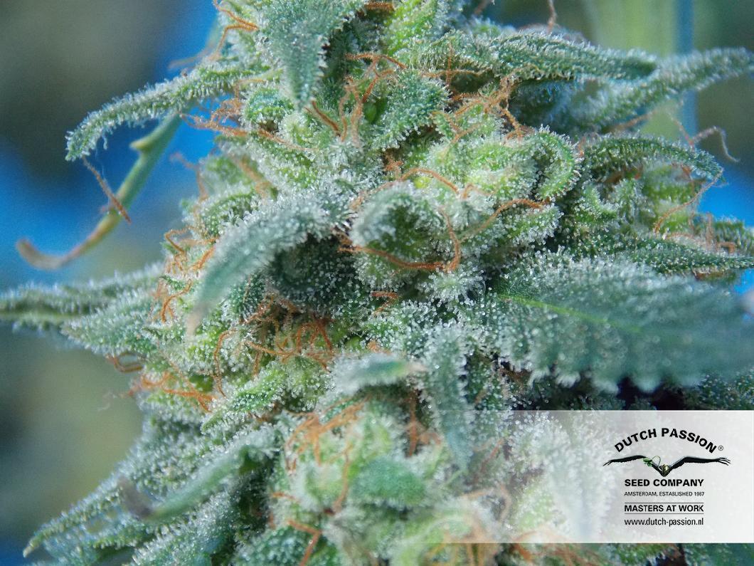 Dutch Passion - Auto White Widow (auto/fem.)