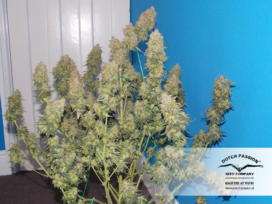 Dutch Passion - Auto White Widow (auto/fem.)