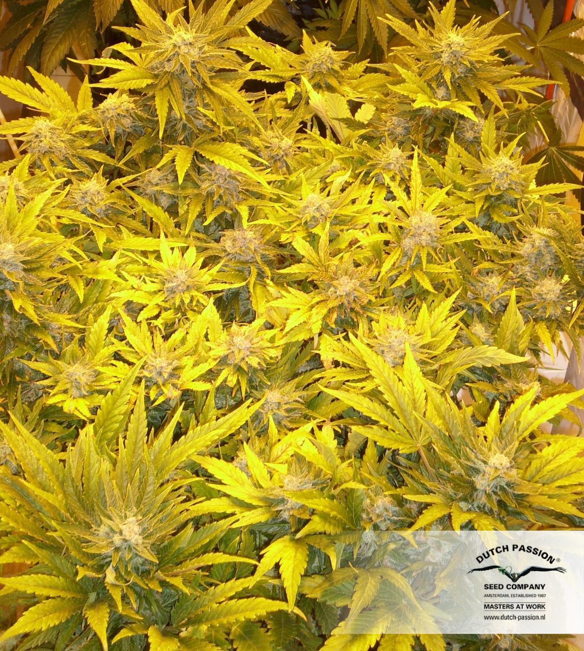 Dutch Passion - Auto White Widow (auto/fem.)