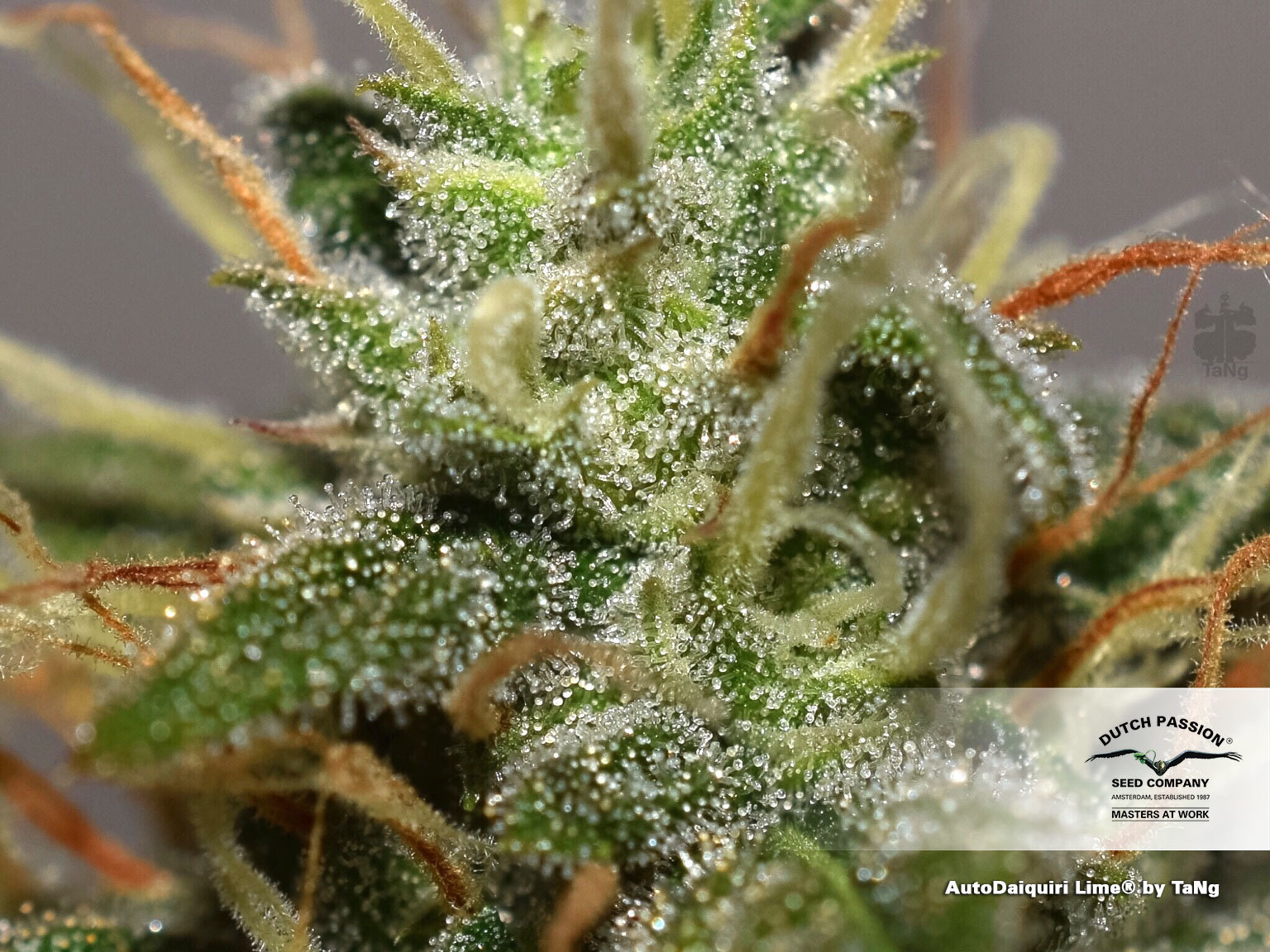 Dutch Passion - Auto Daiquiri Lime (auto/fem.)