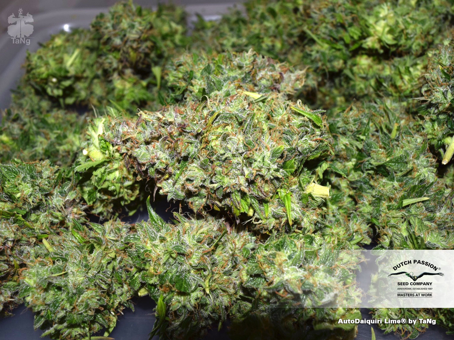 Dutch Passion - Auto Daiquiri Lime (auto/fem.)