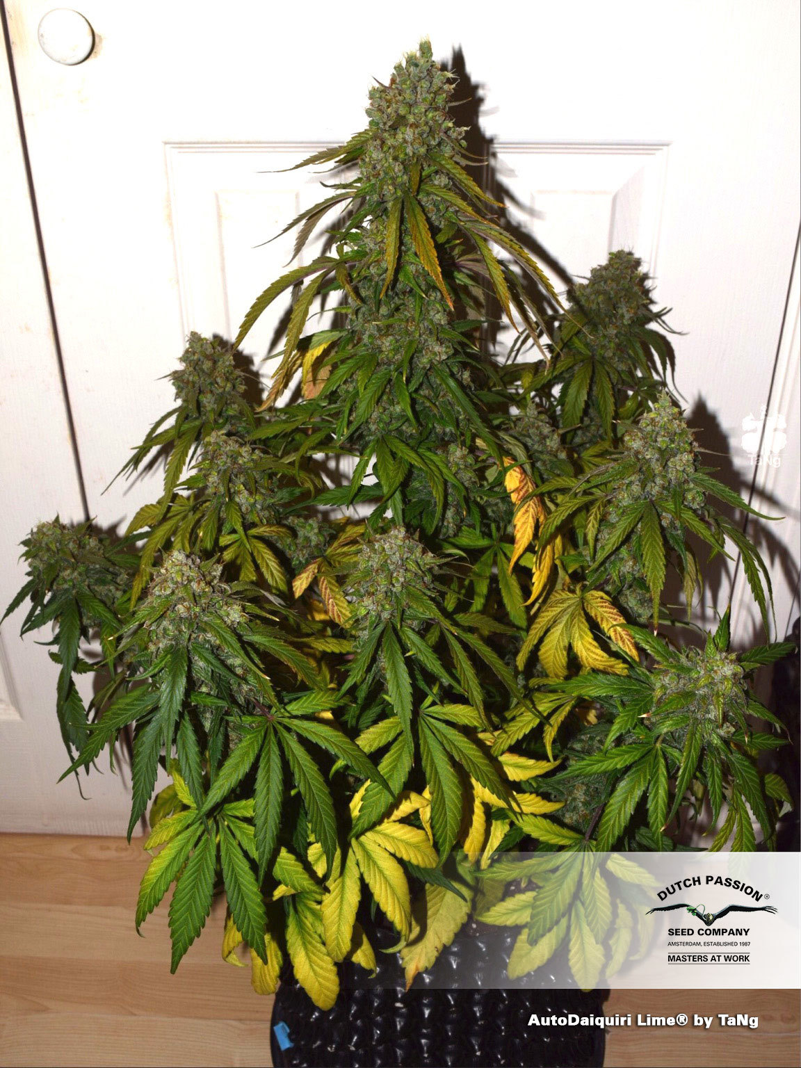 Dutch Passion - Auto Daiquiri Lime (auto/fem.)