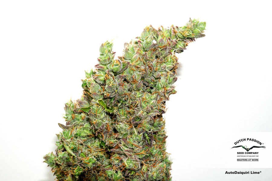 Dutch Passion - Auto Daiquiri Lime (auto/fem.)