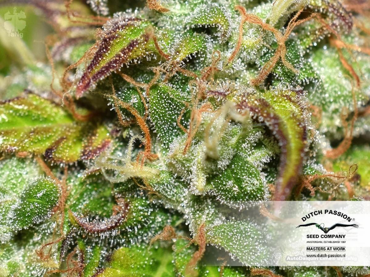 Dutch Passion - Auto Daiquiri Lime (auto/fem.)