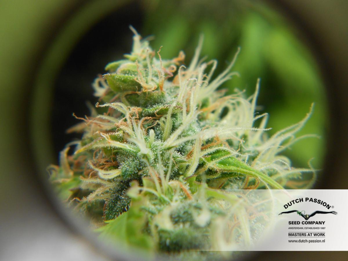 Dutch Passion - Auto Daiquiri Lime (auto/fem.)