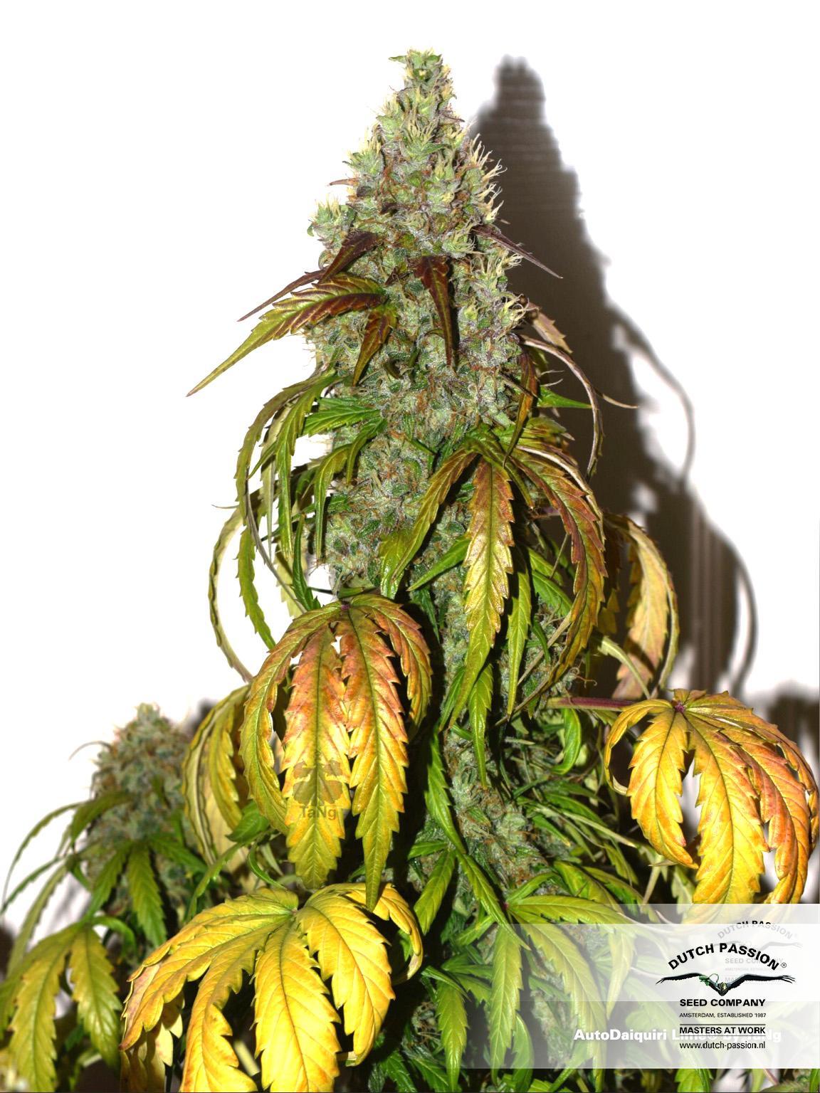 Dutch Passion - Auto Daiquiri Lime (auto/fem.)