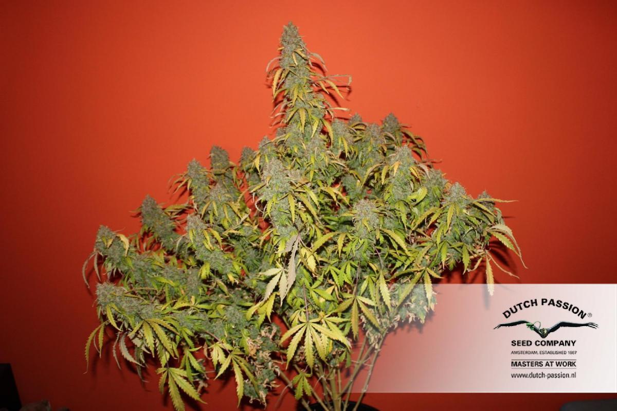 Dutch Passion - Auto Daiquiri Lime (auto/fem.)