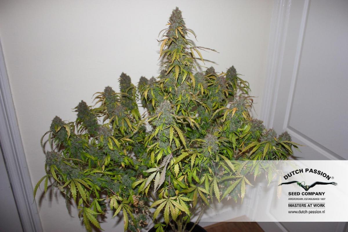 Dutch Passion - Auto Daiquiri Lime (auto/fem.)