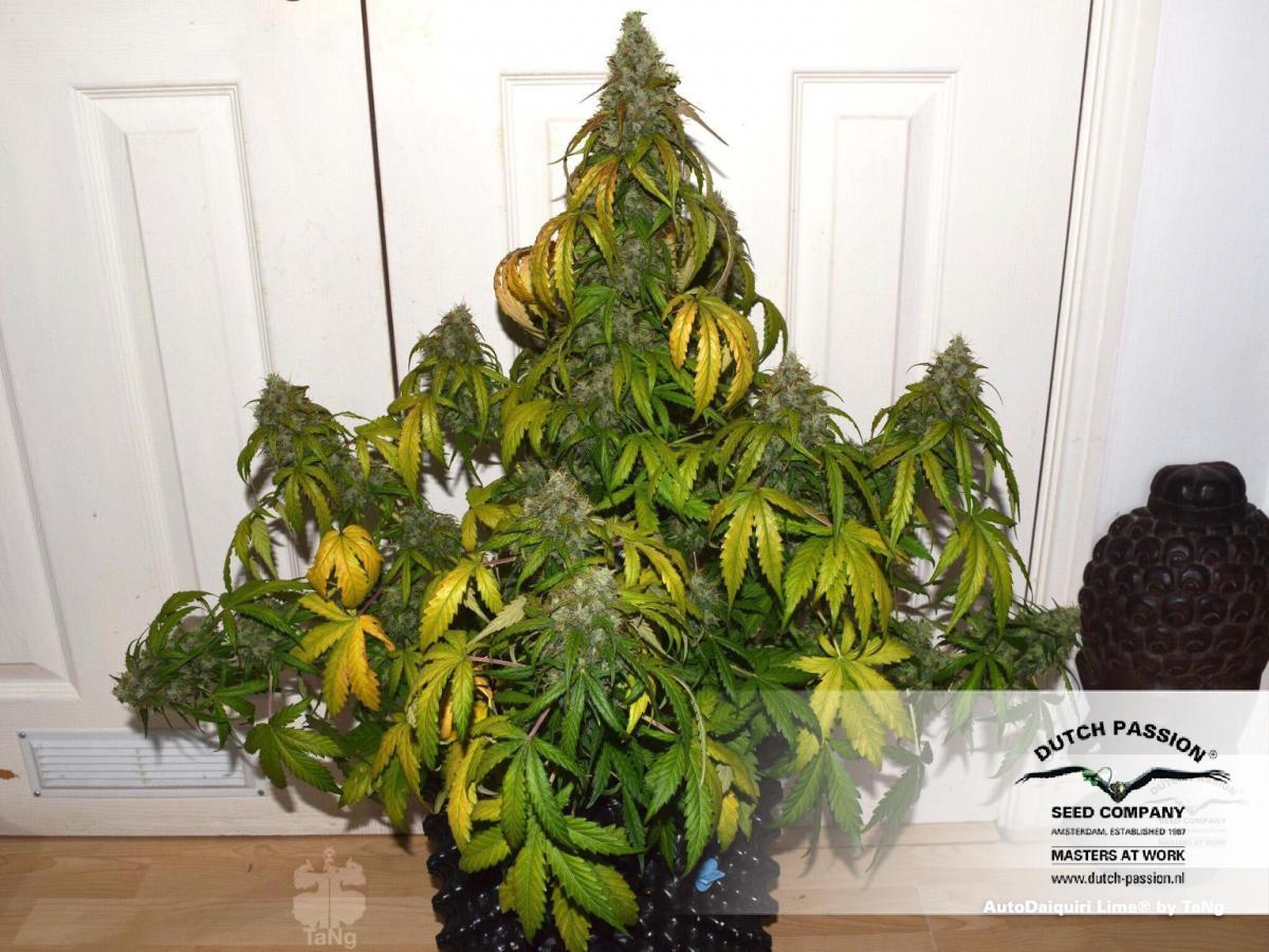 Dutch Passion - Auto Daiquiri Lime (auto/fem.)