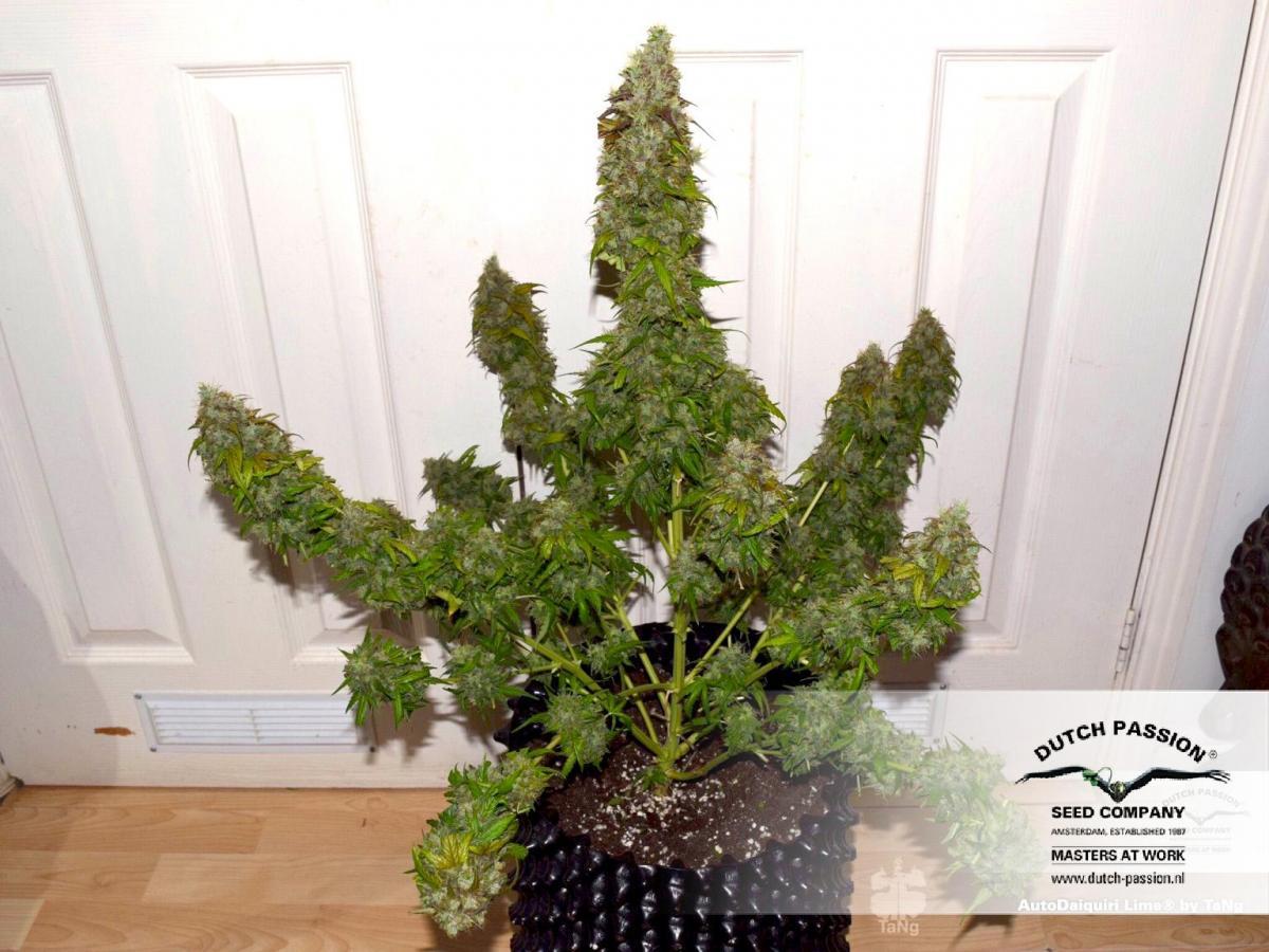 Dutch Passion - Auto Daiquiri Lime (auto/fem.)