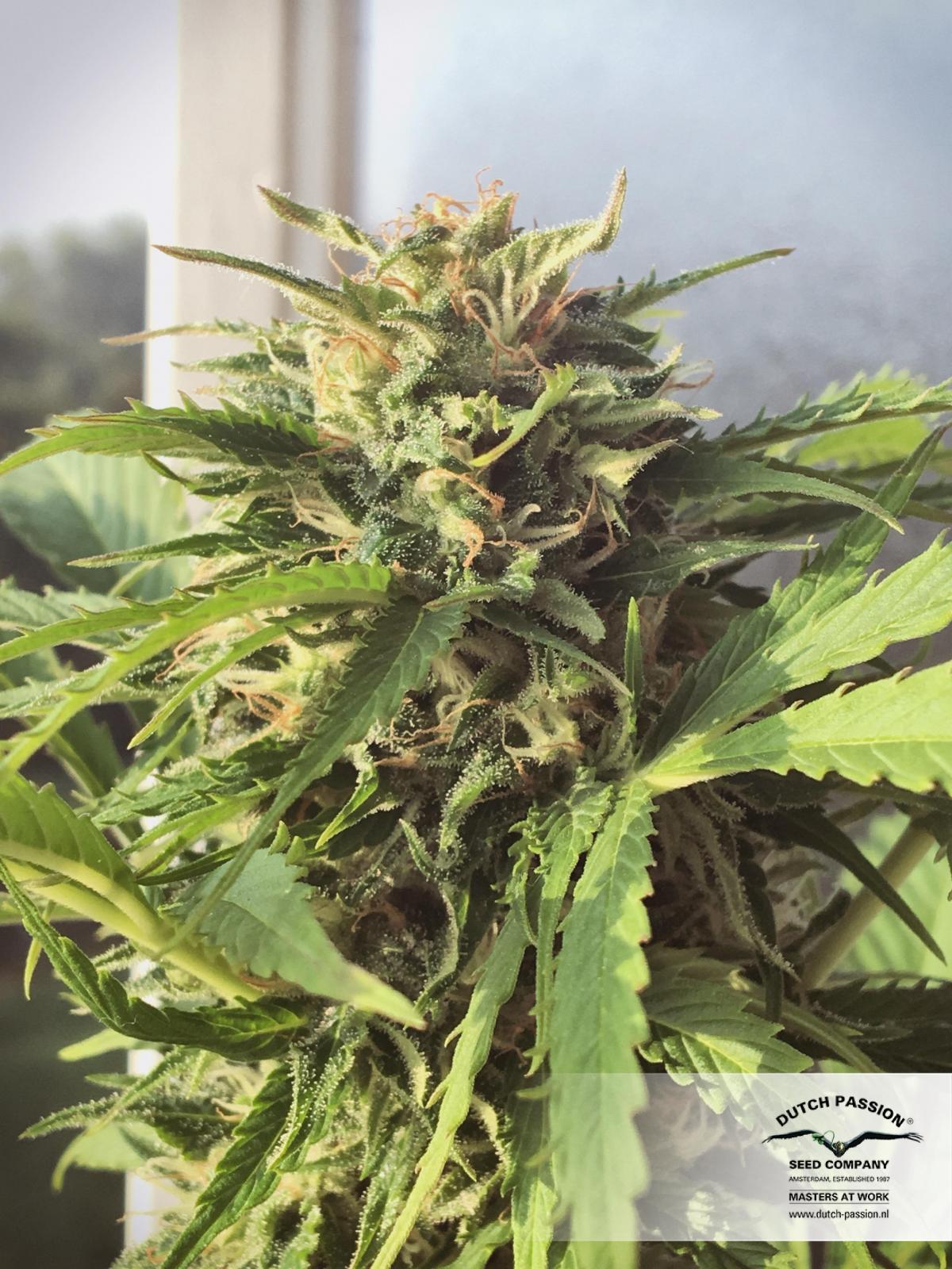 Dutch Passion - Auto Daiquiri Lime (auto/fem.)