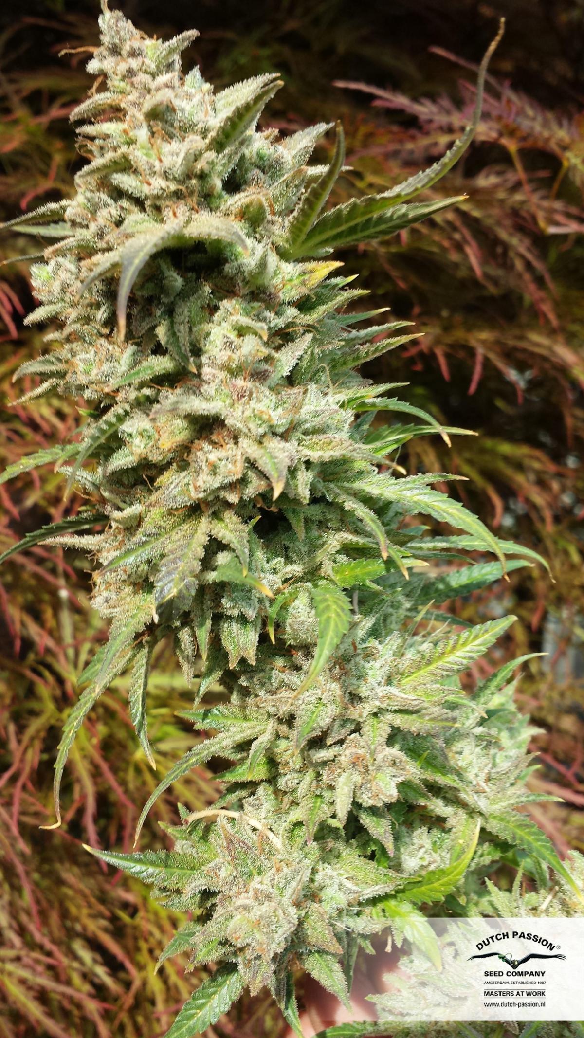 Dutch Passion - Auto Daiquiri Lime (auto/fem.)