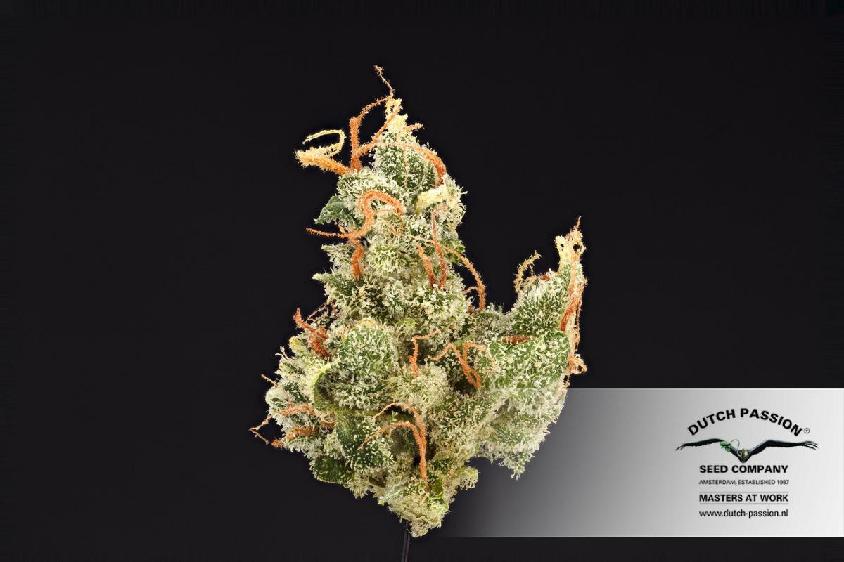 Dutch Passion - Auto Daiquiri Lime (auto/fem.)