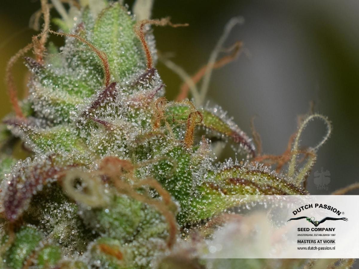 Dutch Passion - Auto Daiquiri Lime (auto/fem.)