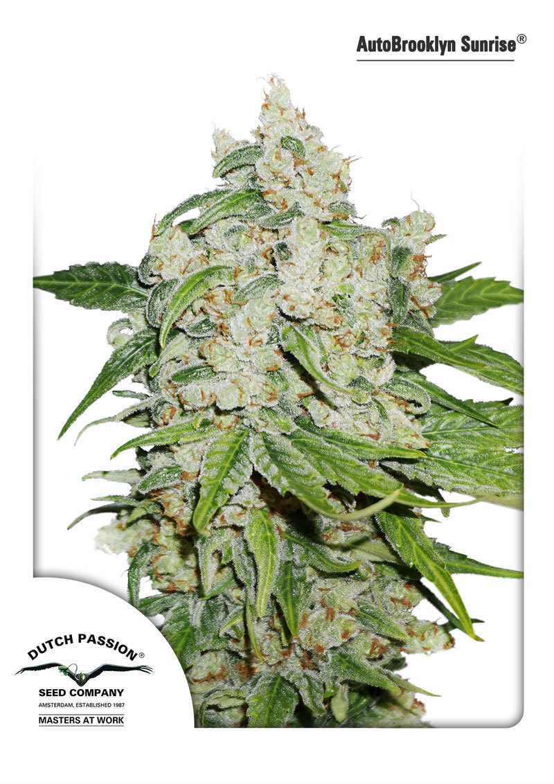 Dutch Passion - Auto Brooklyn Sunrise (auto/fem.)