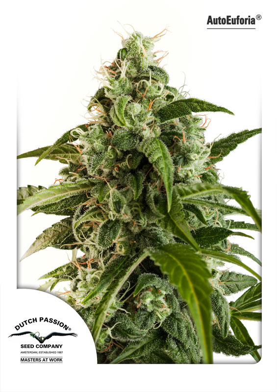 Dutch Passion - Auto Euforia (auto/fem.)