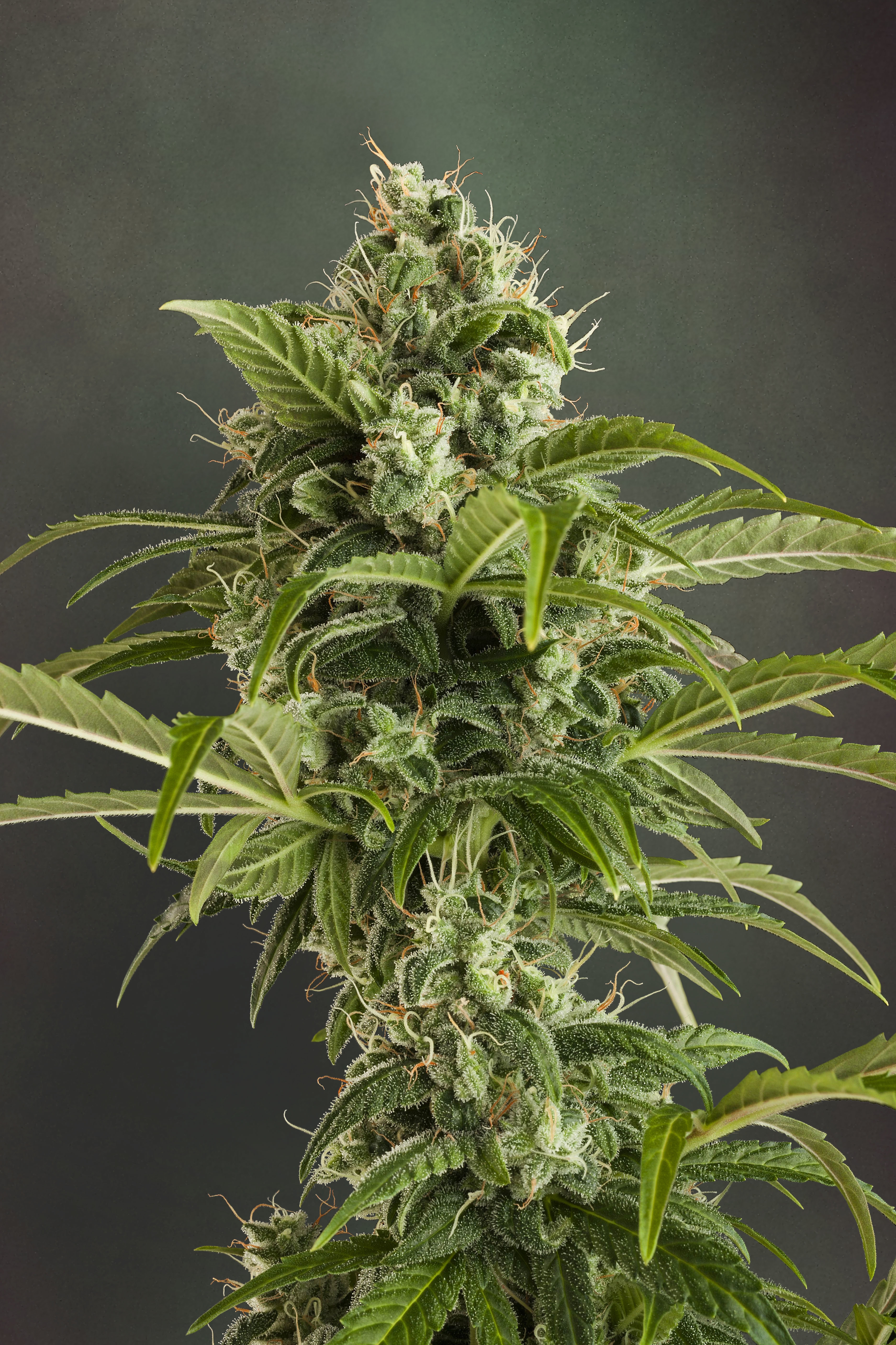Dutch Passion - Auto Euforia (auto/fem.)