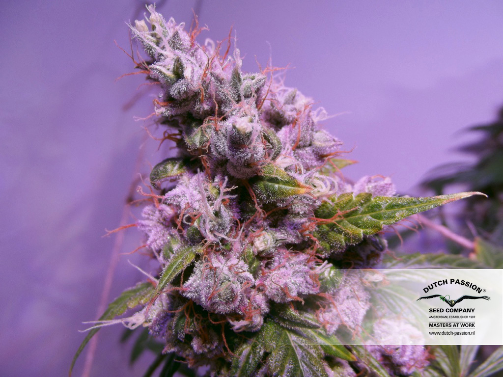 Dutch Passion - Auto Euforia (auto/fem.)