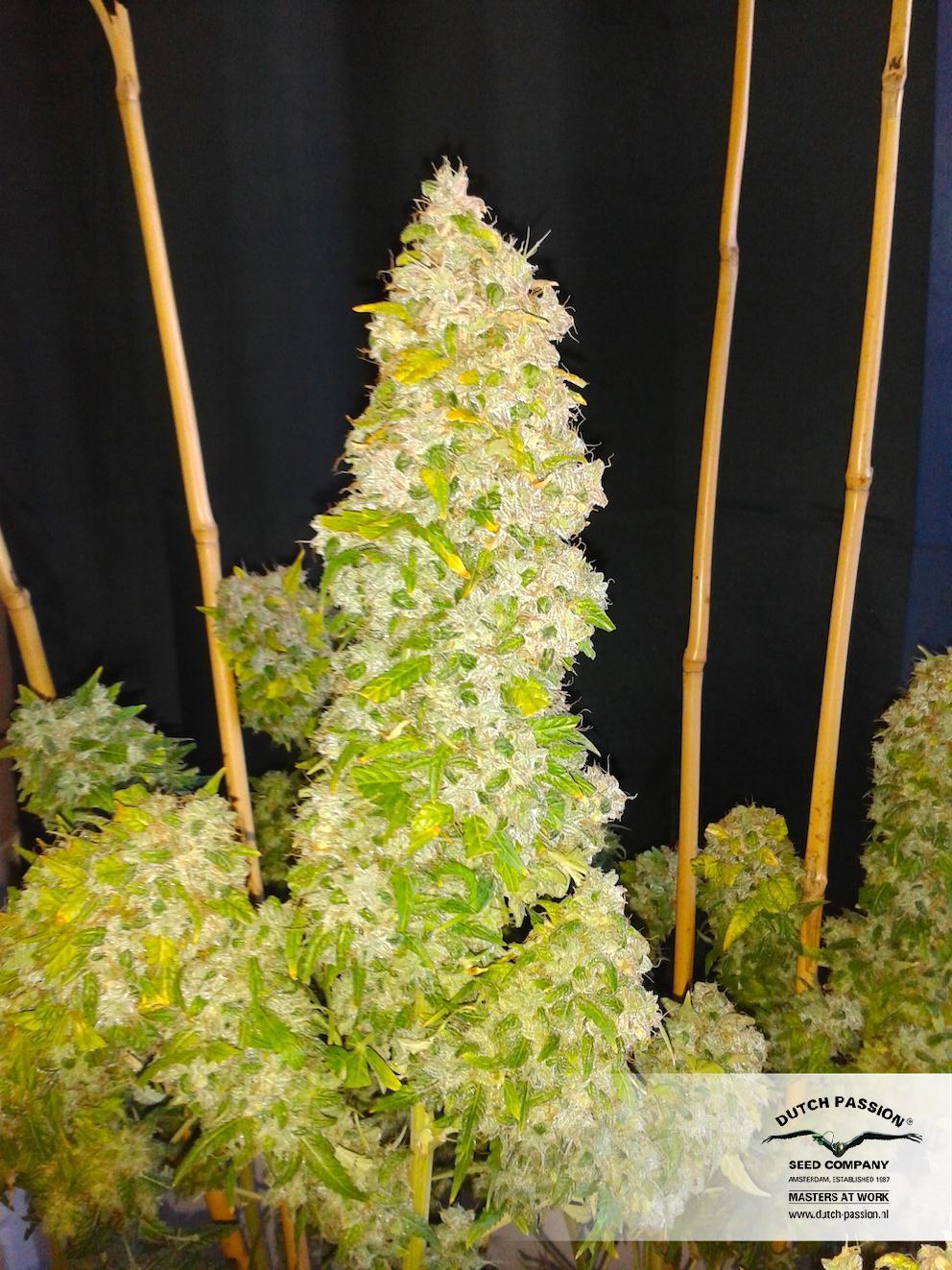 Dutch Passion - Auto Euforia (auto/fem.)