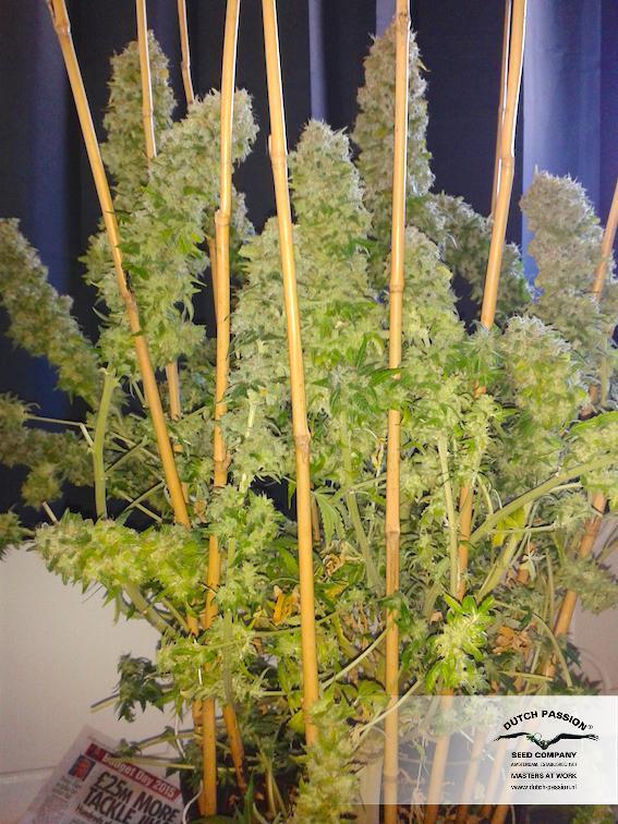 Dutch Passion - Auto Euforia (auto/fem.)